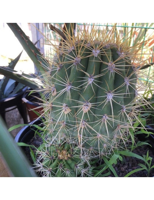 TRICHOCEREUS pasacana