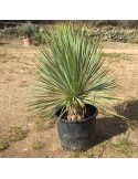 YUCCA rostrata