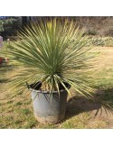 YUCCA rostrata