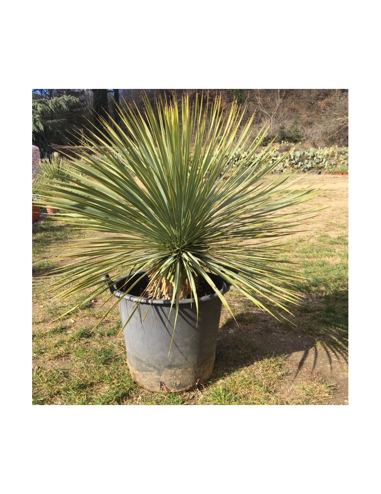 YUCCA rostrata
