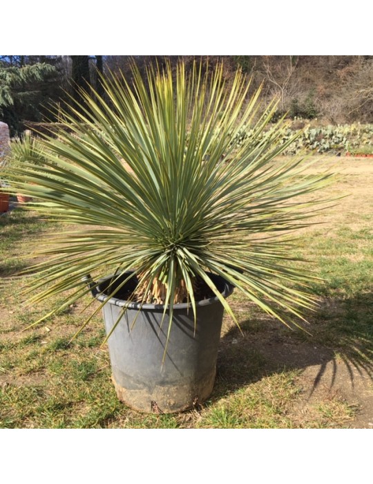 YUCCA rostrata
