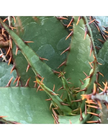 ALOE broomii