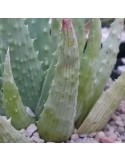 ALOE humilis