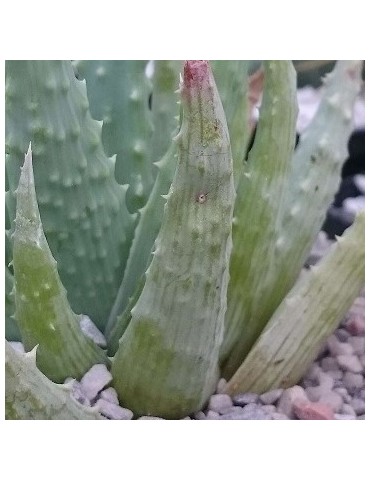 ALOE humilis