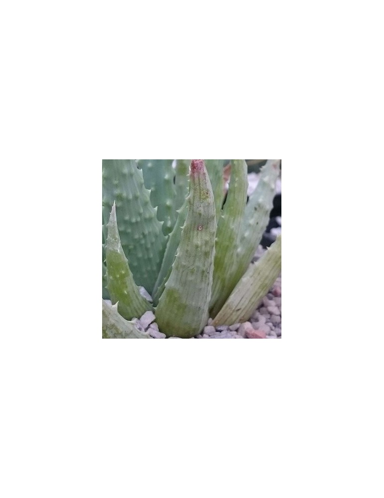 ALOE humilis