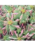 EUPHORBIA pulvinata