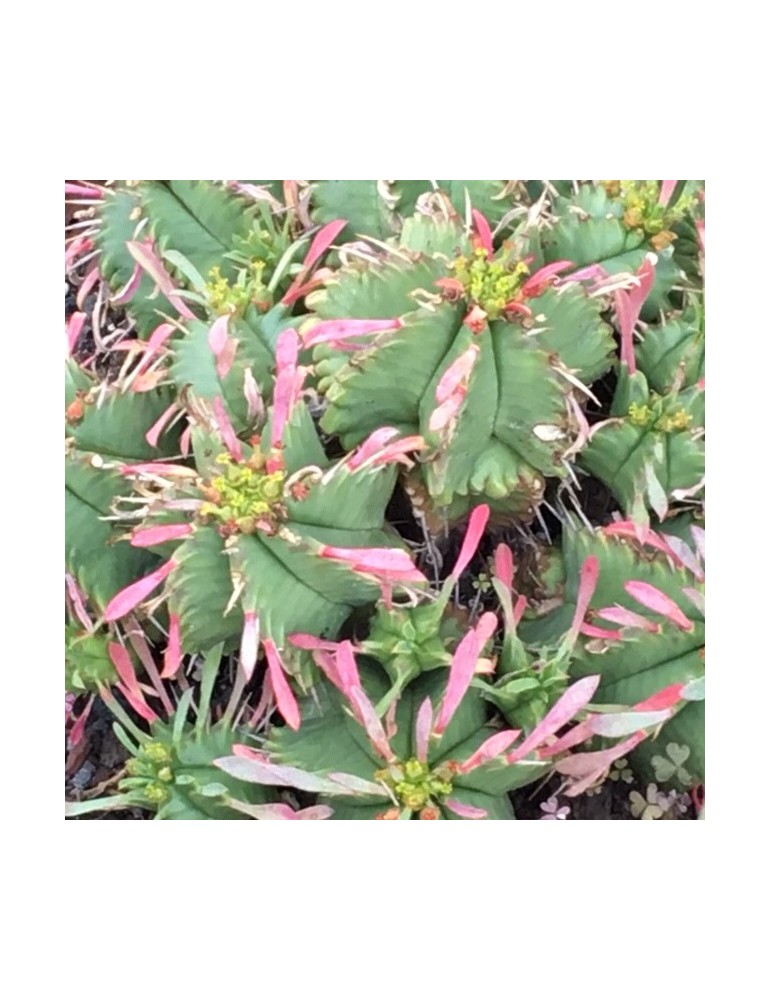 EUPHORBIA pulvinata