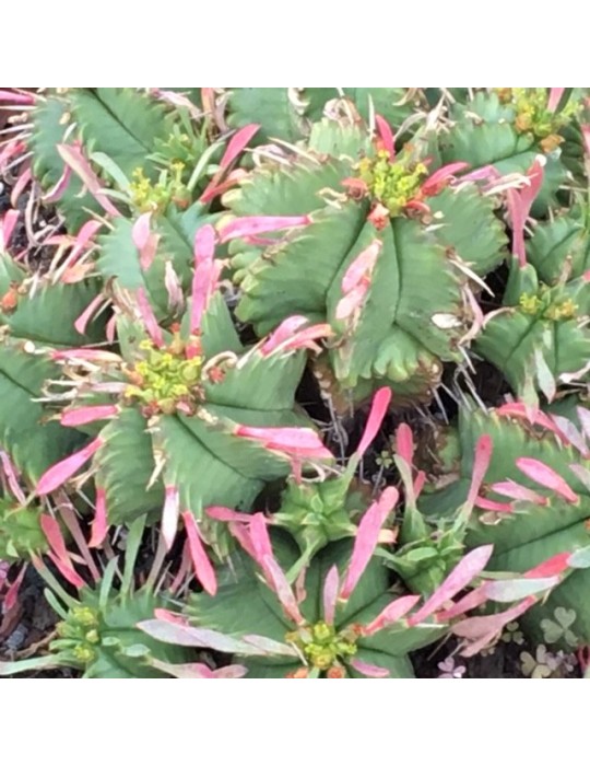 EUPHORBIA pulvinata EUPHORBIA pulvinata