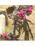 CYLINDROPUNTIA imbricata v. lloydii