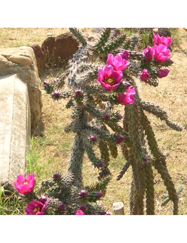 CYLINDROPUNTIA imbricata v. lloydii