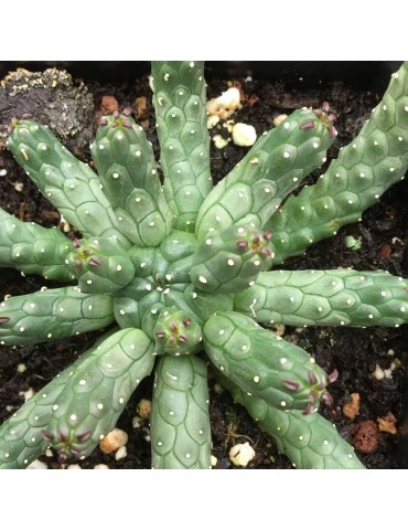 EUPHORBIA inermis