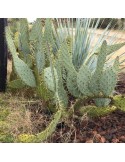 OPUNTIA engelmannii var. linguiformis