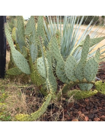 OPUNTIA engelmannii var. linguiformis