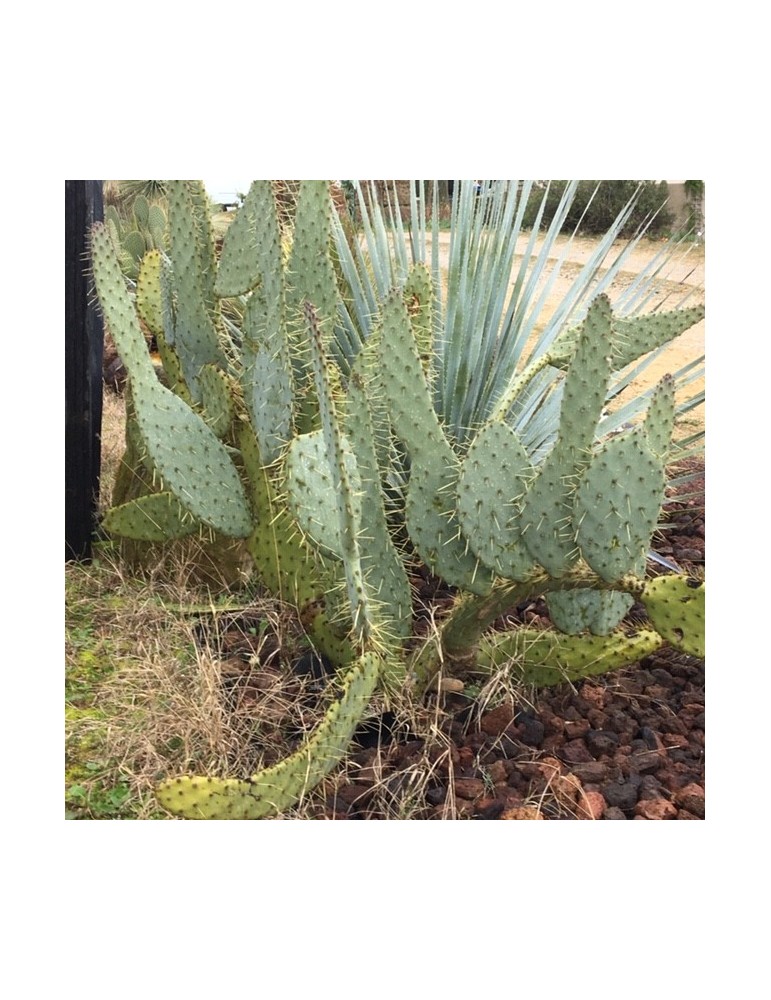 OPUNTIA engelmannii var. linguiformis