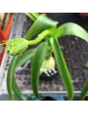 ORNITHOGALUM caudatum