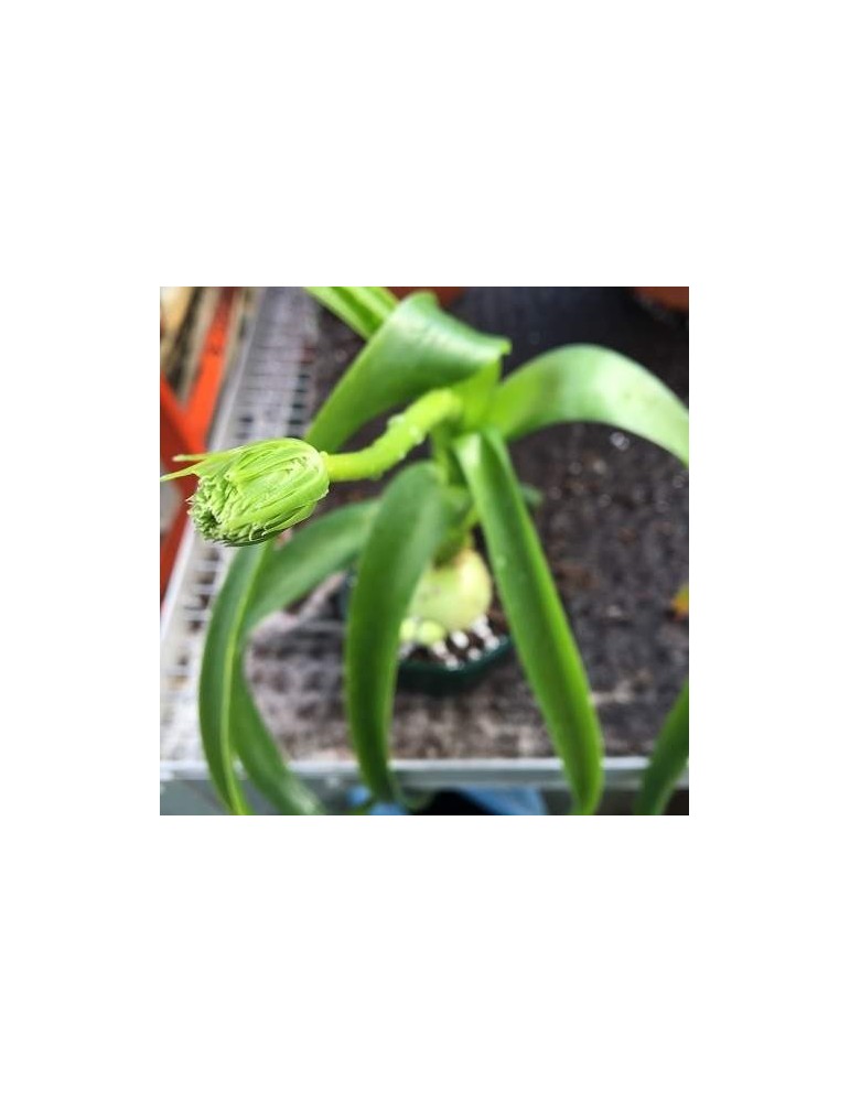 ORNITHOGALUM caudatum