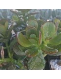 CRASSULA ovata v. minor