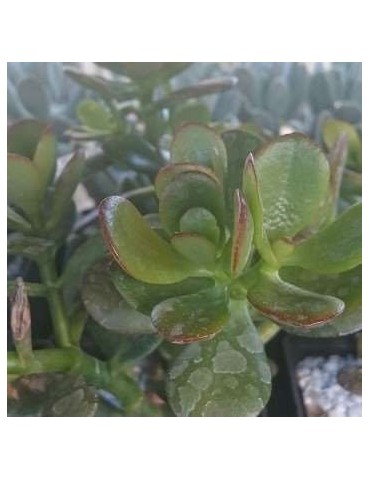 CRASSULA ovata v. minor