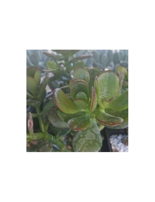 CRASSULA ovata v. minor CRASSULA ovata v. minor
