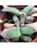 Gasteria pseudonigricans