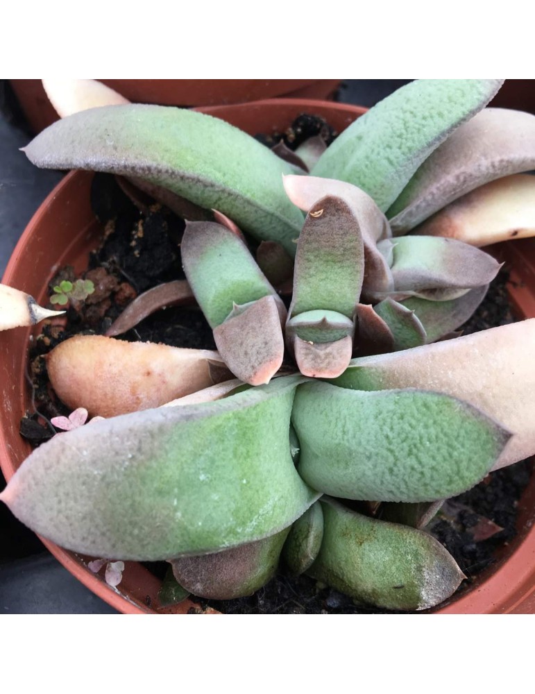 Gasteria pseudonigricans