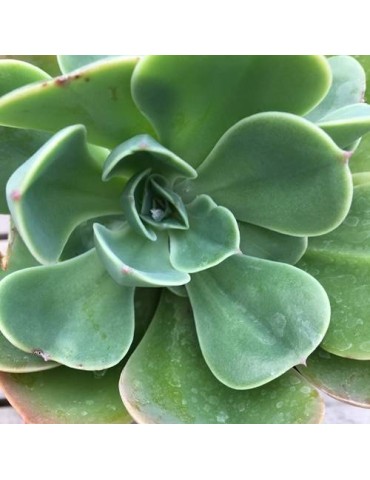 ECHEVERIA esmeralda