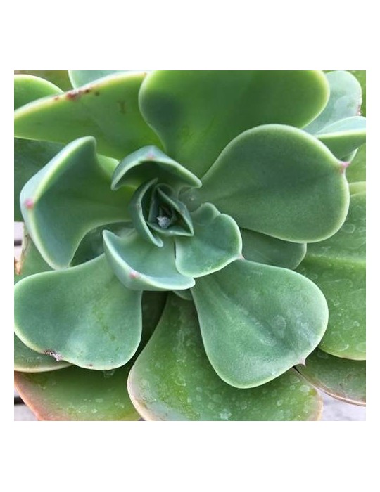ECHEVERIA esmeralda