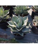 AGAVE ovatifolia