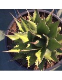 AGAVE montana