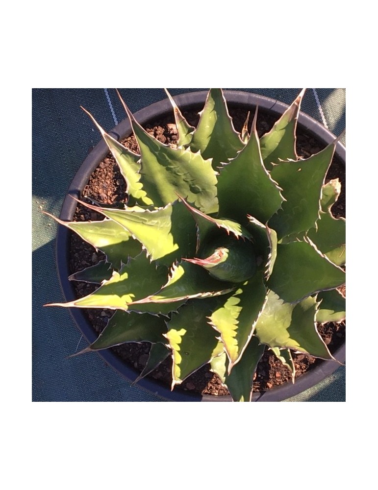 AGAVE montana