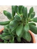 CRASSULA rogersii