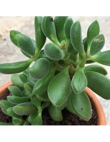 CRASSULA rogersii