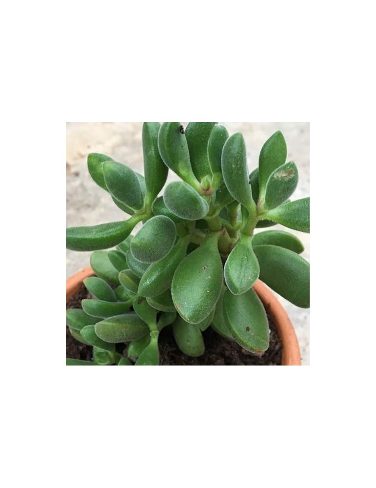 CRASSULA rogersii