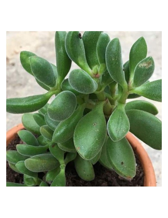 CRASSULA rogersii CRASSULA rogersii