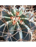 MELOCACTUS azureus