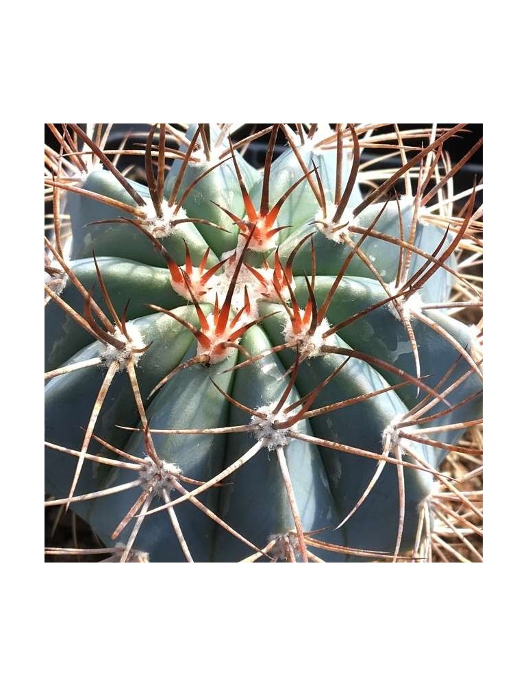 MELOCACTUS azureus