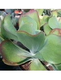 KALANCHOE thyrsiflora