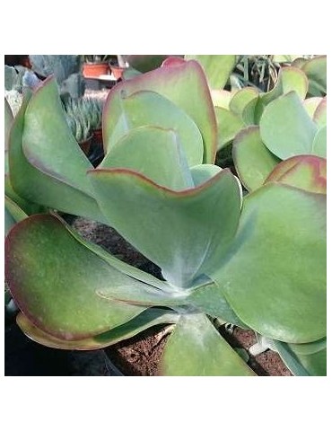 KALANCHOE thyrsiflora