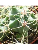 FEROCACTUS histrix