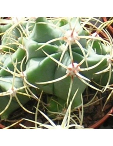 FEROCACTUS histrix