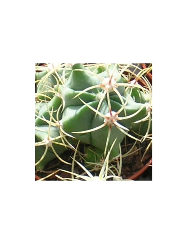 FEROCACTUS histrix