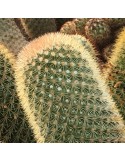 MAMMILLARIA pilcayensis