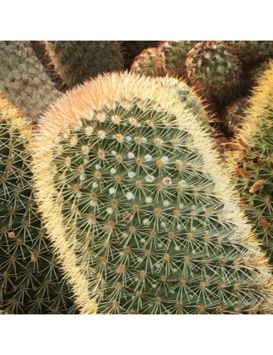 MAMMILLARIA pilcayensis