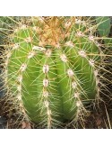 ECHINOPSIS huacha v. rubrisformis