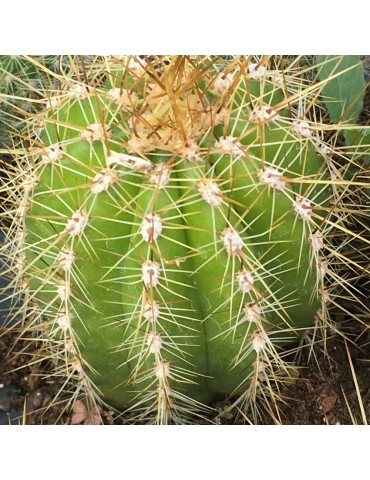 helianthocereus huacha v. rubrisformis