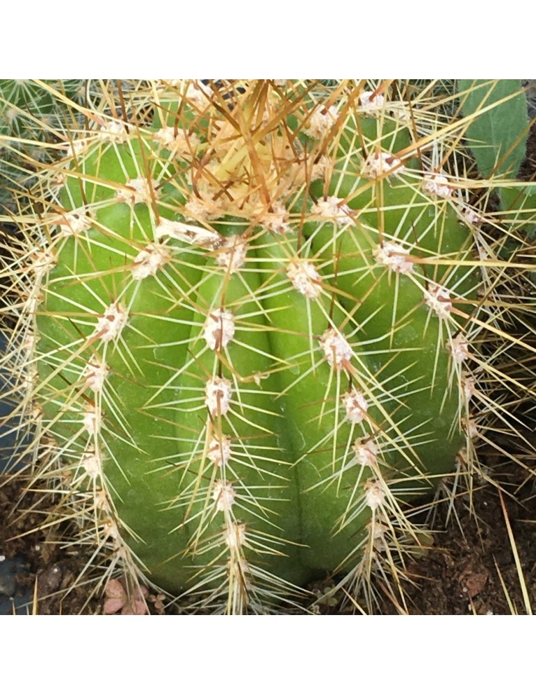 ECHINOPSIS huacha v. rubrisformis