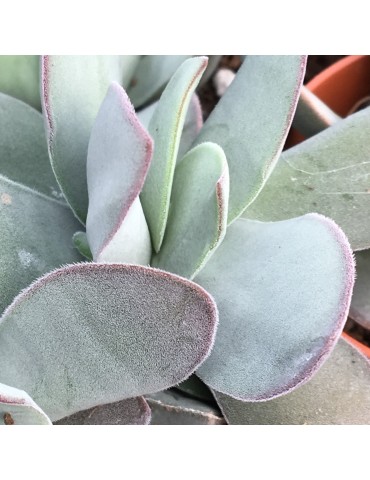 CRASSULA dubia