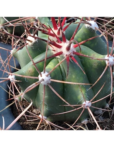 Ferocactus latispinus - Cactus vivant pot d'intérieur plante rare