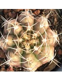 GYMNOCALYCIUM damsii