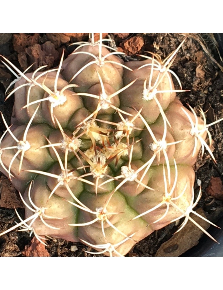 GYMNOCALYCIUM damsii